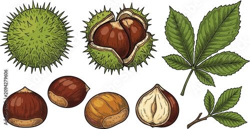 Foto Hand Drawn Autumn Horse Chestnut Vector Illustration Set with Spiky Green Shells