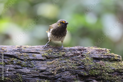 Photography The orange-spotted bulbul (Pycnonotus bimaculatus tenggerensis) is a species of songbird in the bulbul family of passerine birds
