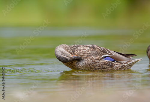 Mallard duck, Anas platyrhynchos