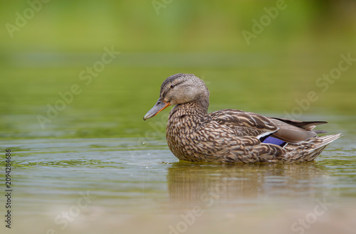 Mallard duck, Anas platyrhynchos