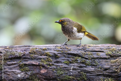 Obraz na plátně The orange-spotted bulbul (Pycnonotus bimaculatus tenggerensis) is a species of songbird in the bulbul family of passerine birds