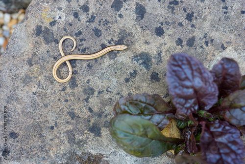 Slowworm, Anguis fragilis,