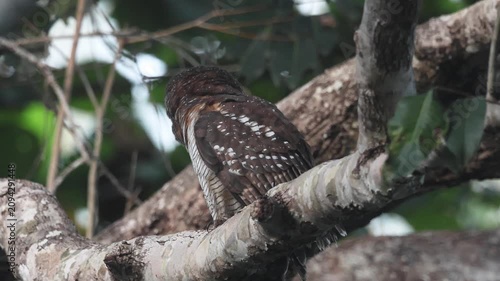 Behavior during the mating season of spotted wood owl
