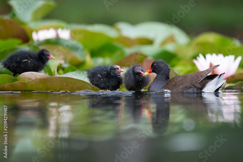 Common Moorhen Feeding Three Chicks Among Water Lilies in Natural Wetland