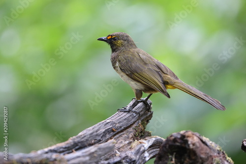 Принти на полотні The orange-spotted bulbul (Pycnonotus bimaculatus tenggerensis) is a species of songbird in the bulbul family of passerine birds