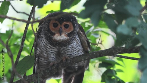 Behavior during the mating season of spotted wood owl