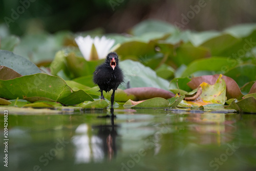 Common Moorhen Chick Calling Among Water Lilies in Natural Wetland
