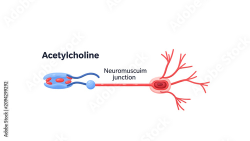 Acetylcholine Medical Diagram showing neuromuscular junction anatomy on white background ideal for biology education and healthcare presentations.