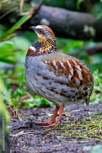 Collared or white necklaced partridge, Arborophila gingica, on forest floor. Endemic to Asia, the Himalayas to North Vietnam and near threatened in the wild.