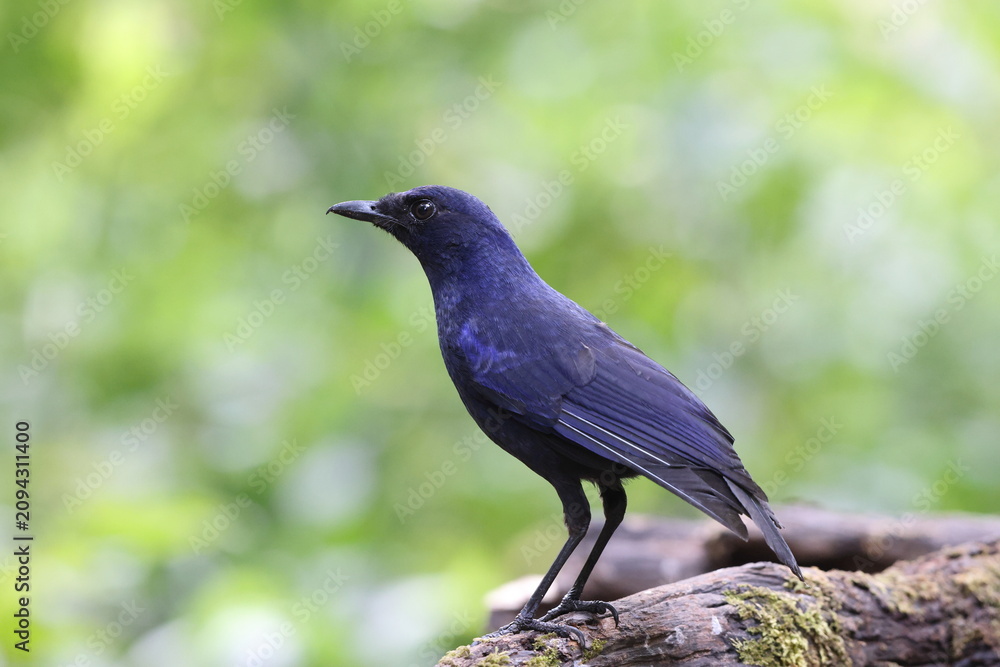 Fototapeta premium The Javan whistling thrush (Myophonus glaucinus) is a species of bird in the family Muscicapidae. It is found in Java and Bali. This photo was taken in Java island, Indonesia.
