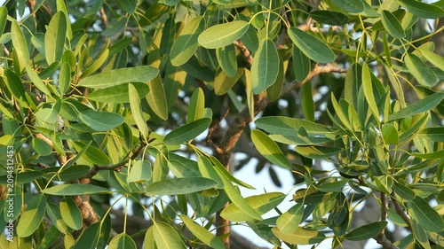 Close up of lush green tree leaves swaying gently in the golden afternoon sunlight.