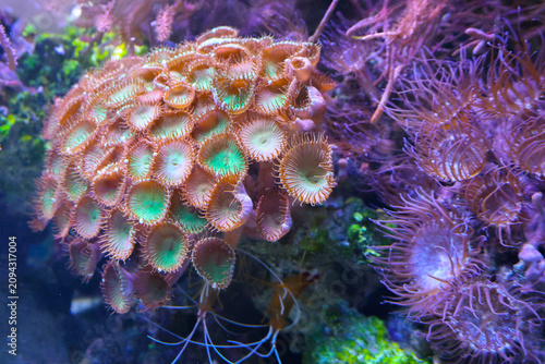 olony of zoanthid coral polyps with glowing green centers in a marine reef aquarium, surrounded by soft corals