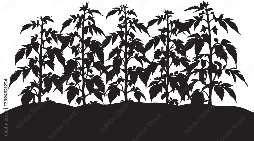 Fototapeta premium Black silhouette of tomato plants growing on a mound leaves d