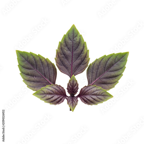 Three fresh purple basil sprigs with vibrant green crinkled leaves and delicate purple veins arranged on a white background, concept of natural botanical beauty