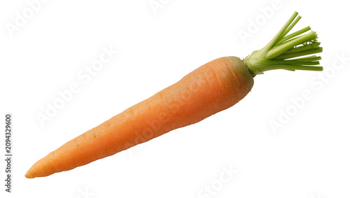 Fotografie Isolated fresh whole orange root vegetable carrot with green leaves and stem det