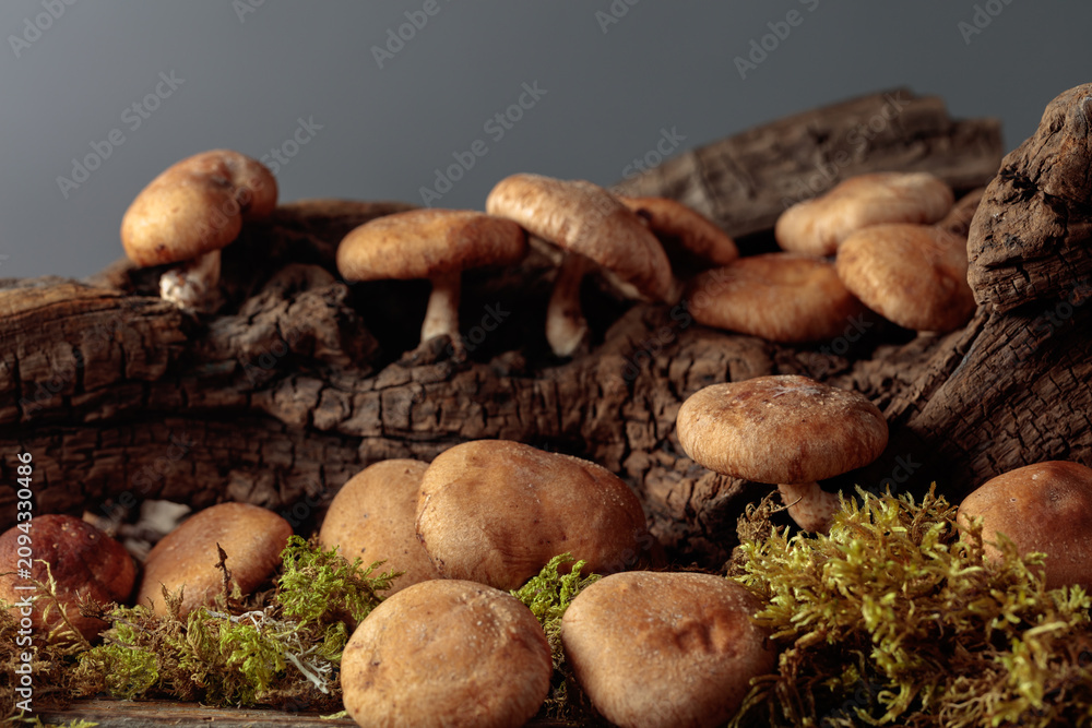 Fototapeta premium Fresh shiitake mushrooms in forest.