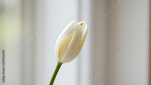 White lily bud with morning dew on petals against a soft blurred background.