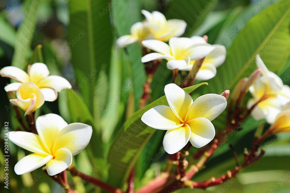 Fototapeta premium A vibrant close-up shot of blooming white plumeria frangipani flowers with bright yellow centers surrounded by lush green tropical leaves. Perfect for spa salon marketing, wellness industry websites, 