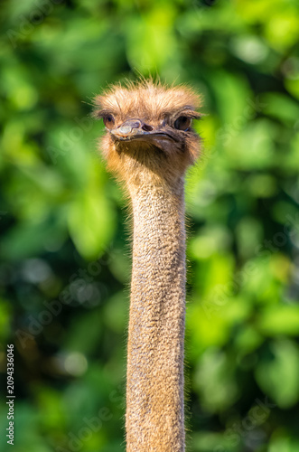 Close-Up Portrait of Ostrich Head and Long Neck Against Soft Green Bokeh Background