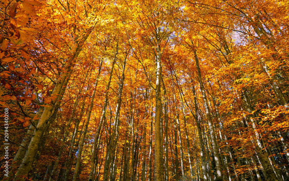 Obraz premium Symphonies of golden leaves dancing in the light autumn wind