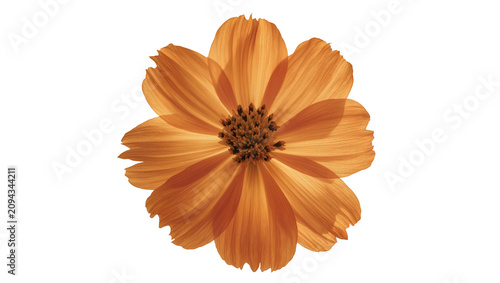 Cuadro en lienzo Isolated vibrant orange flower bloom, featuring delicate translucent petals and