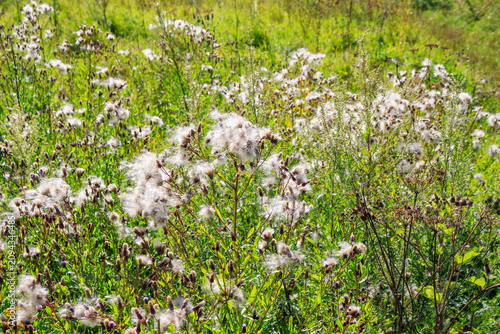 Billede på lærred Fluffy white seeds of blooming thistles sway in a vibrant summer meadow under th