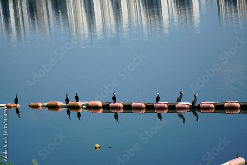 Obraz na plátně Cormorants' chatter resting on the Han River.