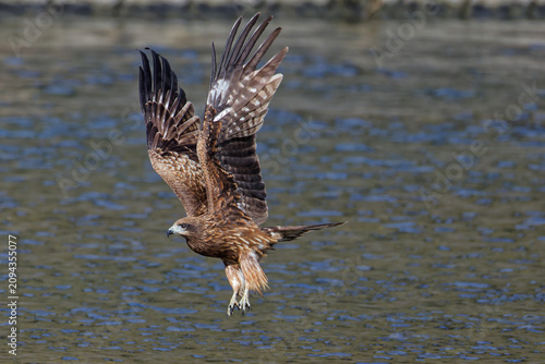 Foto 水面から飛び出すトンビ(Black Kite)