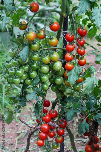 Tomatoes are ripening, and well-opened cherry tomatoes are ripening with the sincerity of the garden farmer