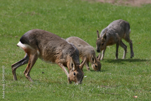 Fotografía Großer Pampashase / Patagonian mara / Dolichotis patagonum