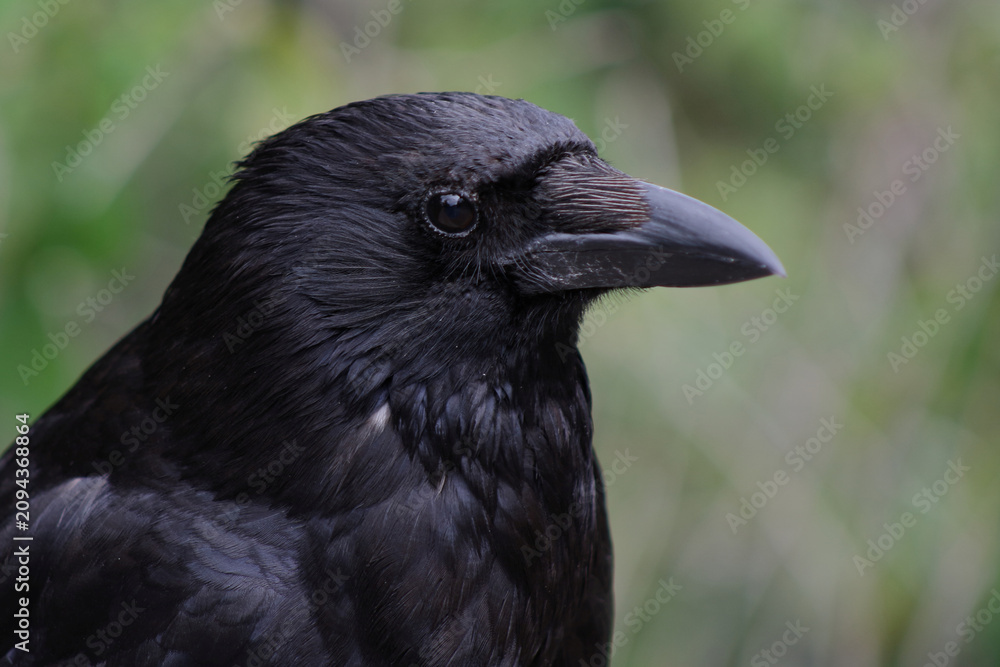 Obraz premium Kolkrabe / Common raven / Corvus corax