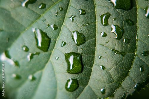 Water droplets on the leaves after the rain.
