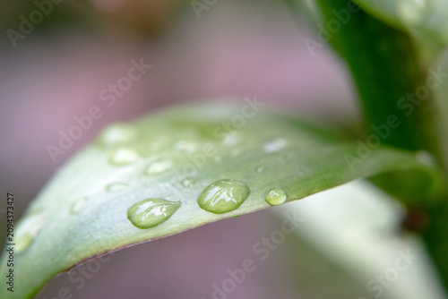 Water droplets on the leaves after the rain.
