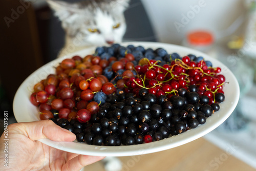 red currants in a bowl