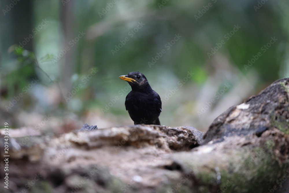 Obraz premium The blue whistling thrush (Myophonus caeruleus flavirostris) is a bird in the Old World flycatchers family Muscicapidae. This photo was taken in Java, Indonesia.