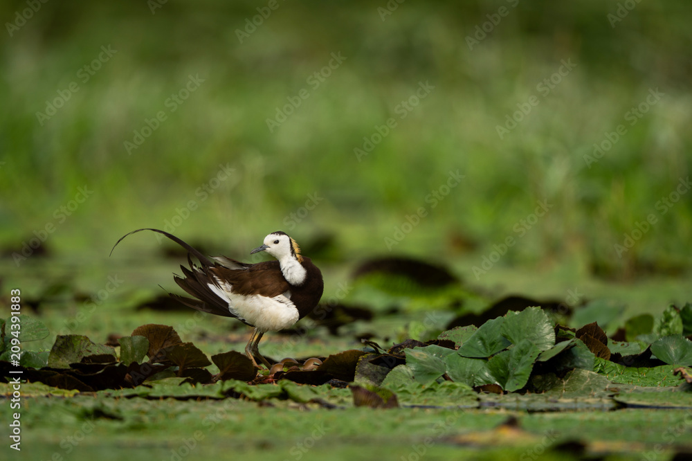 Obraz premium An elegant waterbird, the Pheasant-tailed Jacana, carefully inspecting and balancing over its fragile nest to protect its eggs in a freshwater pond.