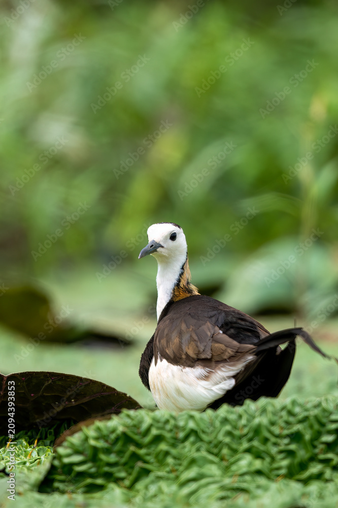 Obraz premium High-quality nature photography capturing the unique brooding habit of a Pheasant-tailed Jacana sheltering its young under its wings in a freshwater lake.