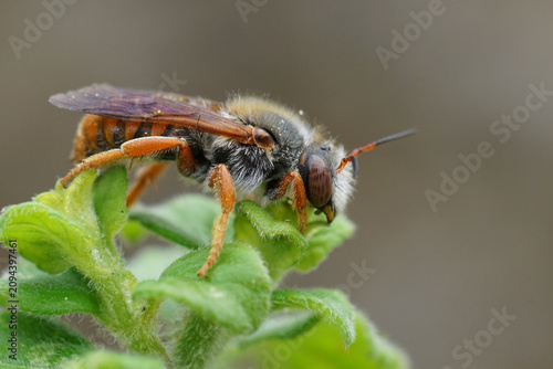 Closeup on the colorful Spotted red resin bee, Rhodanthidium sticticum sitting in the vegetation