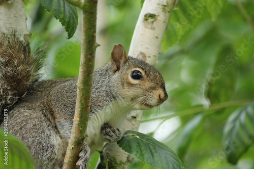 Εκτύπωση καμβά Close up of an Eastern gray squirrel (Sciurus carolinensis) in in a branch in a