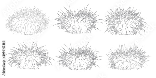 Fotografie Set of six various grass clumps line art isolated on white background