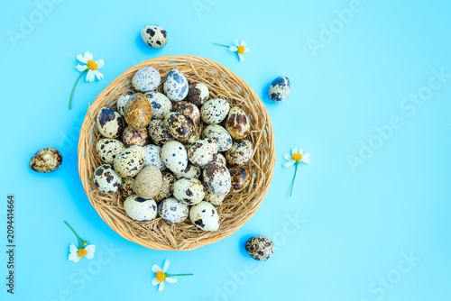Quail eggs in basket with white flowers blooming on blue background, Partridge eggs