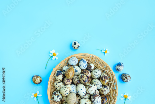 Quail eggs in basket with white flowers blooming on blue background, Partridge eggs