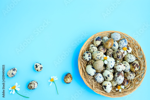 Quail eggs in basket with white flowers blooming on blue background, Partridge eggs