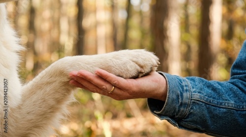 Heartwarming close-up shot of a large fluffy dog paw resting in a human hand within a bright autumn forest setting, perfectly showcasing the deep bond of loyalty and trust between an owner and pets