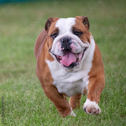 English Bulldog dog walking on grass