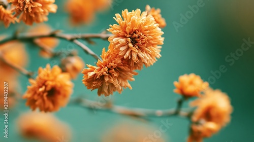 Small, simple picture shows dried orange flowers close up on a green background. It feels like autumn.