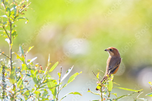 Photos 川辺の木で休憩するモズ(Bull-headed shrike)の雌
