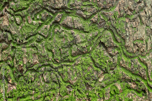 Green moss covered bark texture