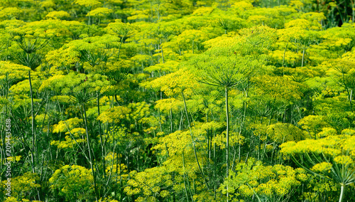 Fresh green dill field with yellow flowers