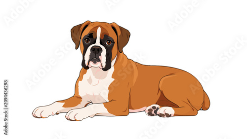Фотография Boxer dog lying down isolated on white background